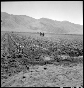 Manzanar Relocation Center, Manzanar, California. Cultivating cornfield on the project farm at this . . . - NARA - 538051