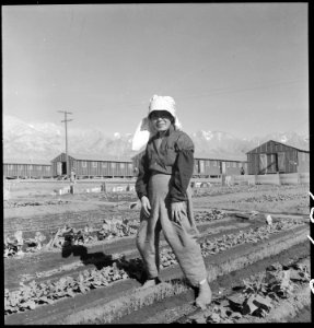 Manzanar Relocation Center, Manzanar, California. Evacuee in her hobby garden which rates highest . . . - NARA - 537983 photo