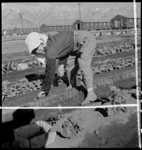Manzanar Relocation Center, Manzanar, California. Evacuee in her hobby garden which rates highest . . . - NARA - 537985