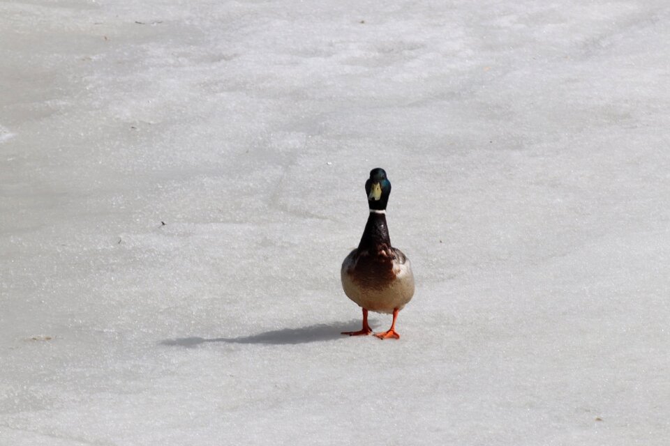 Winter duck snow