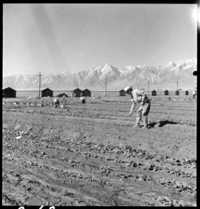 Manzanar Relocation Center, Manzanar, California. Evacuees of Japanese ancestry are growing flouris . . . - NARA - 537978 photo
