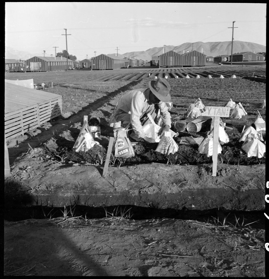 Manzanar Relocation Center, Manzanar, California. Evacuees of Japanese ancestry are growing flouris . . . - NARA - 537980