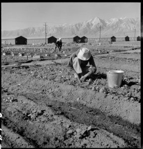 Manzanar Relocation Center, Manzanar, California. Evacuees of Japanese ancestry are growing flouris . . . - NARA - 537982 photo