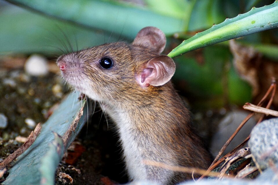 Cute rodent brown