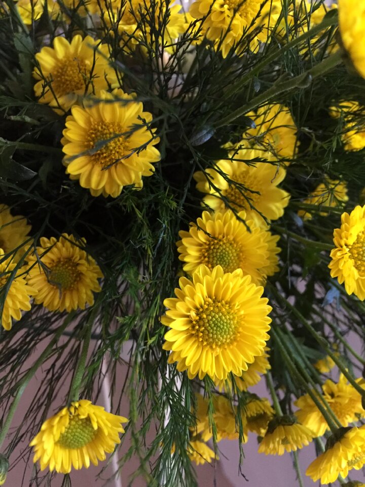 Spring plant nature