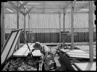 Manzanar Relocation Center, Manzanar, California. Guayule beds in the lath house at the Manzanar Re . . . - NARA - 538015 photo