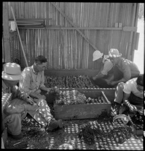 Manzanar Relocation Center, Manzanar, California. Guayule beds in the lath house at the Manzanar Re . . . - NARA - 538017