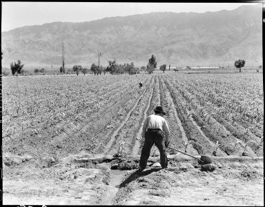 Manzanar Relocation Center, Manzanar, California. Irrigating corn field on the farm project at this . . . - NARA - 538044