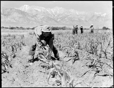 Manzanar Relocation Center, Manzanar, California. Johnny Fukazawa, evcauee of Japanese ancestry at . . . - NARA - 538048 photo