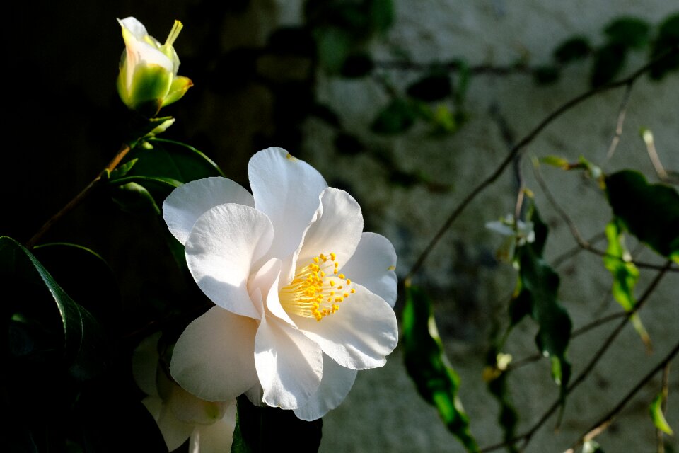 Camellia flowers Free photos