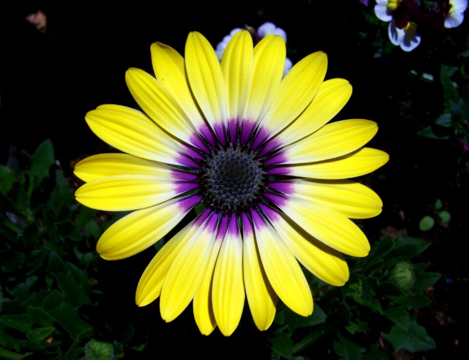 Daisy flower garden summer