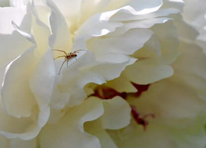 Flower nature peony photo