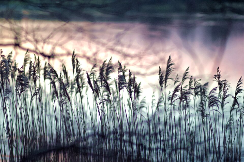 Scotland hogganfield loch dawn