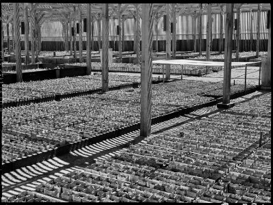 Manzanar Relocation Center, Manzanar, California. View of one of the lath house where seedlings are . . . - NARA - 538025