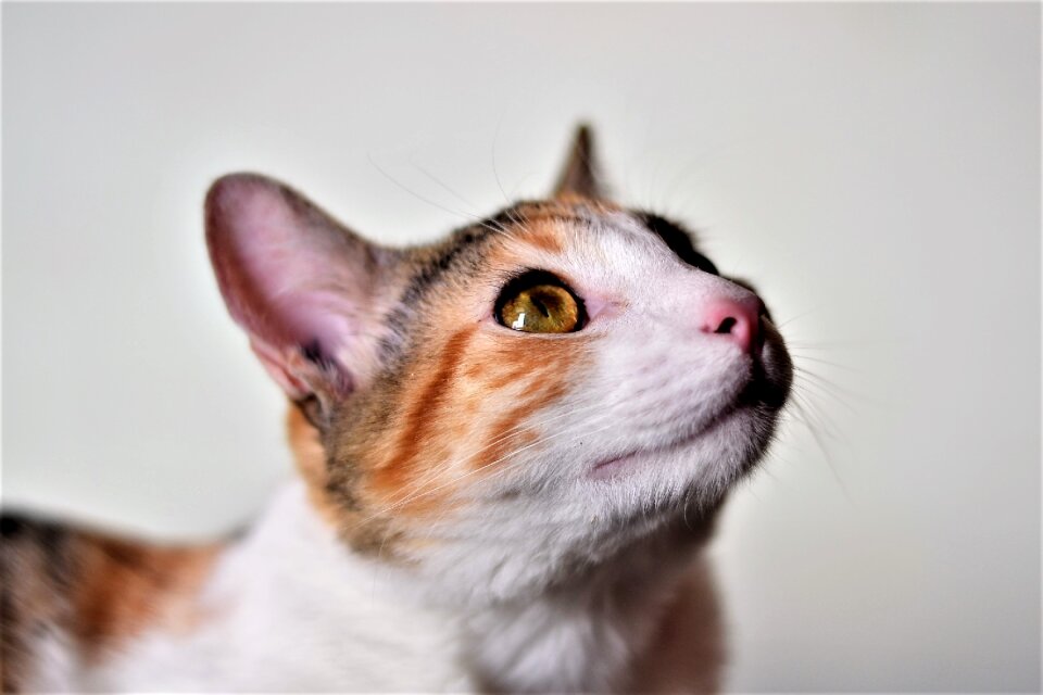 Pet kitten domestic