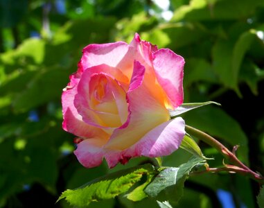 Rose summer flower garden photo