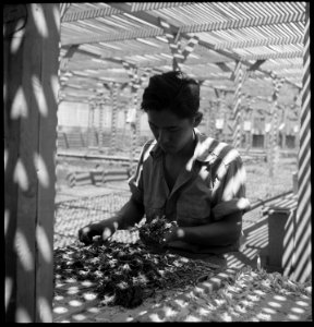 Manzanar Relocation Center, Manzanar, California. An evacuee is shown in the lath house sorting see . . . - NARA - 538031