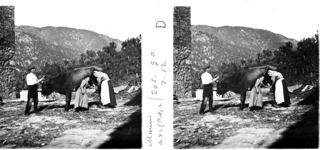 Margarida , Maria i Silvestre munyint una vaca