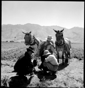 Manzanar Relocation Center, Manzanar, California. Cultivating cornfield on the farm project at this . . . - NARA - 538059