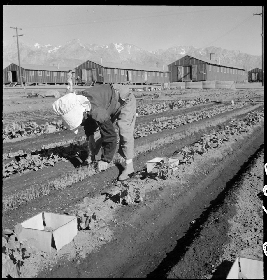 Manzanar Relocation Center, Manzanar, California. Evacuee in her hobby garden which rates highest . . . - NARA - 537986
