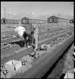 Manzanar Relocation Center, Manzanar, California. Evacuee in her hobby garden which rates highest . . . - NARA - 537986