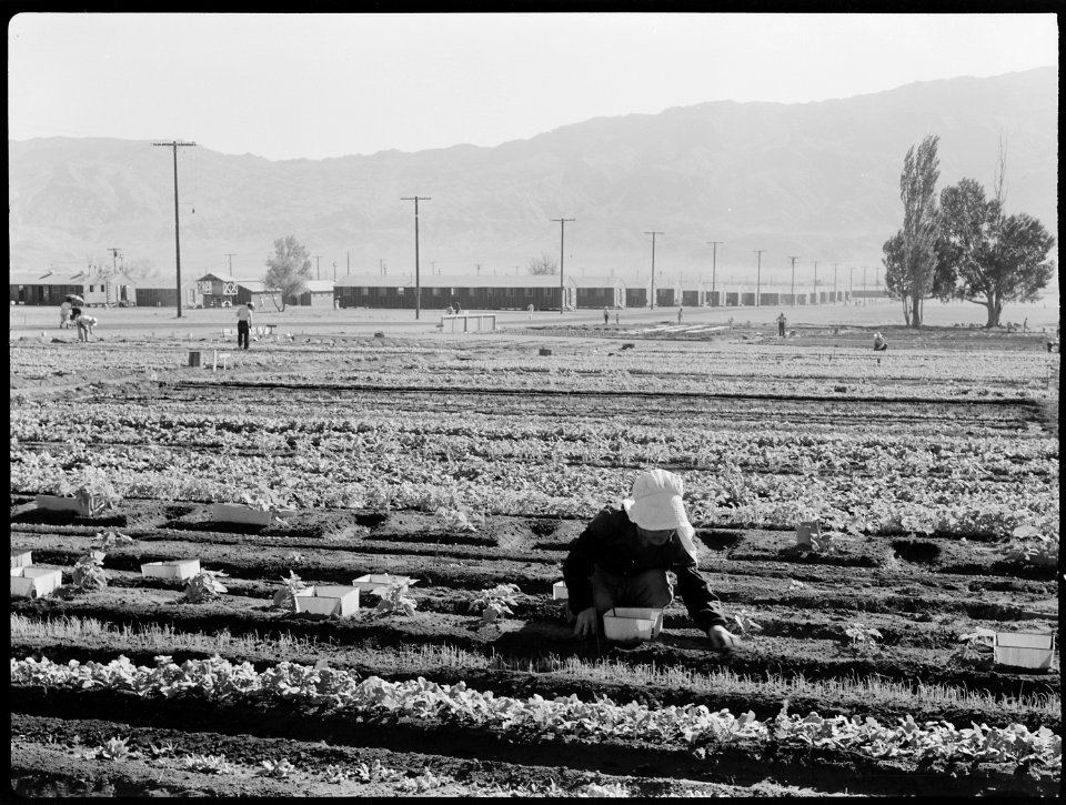 Manzanar Relocation Center, Manzanar, California. Evacuees of Japanese ancestry are growing flouris . . . - NARA - 537974