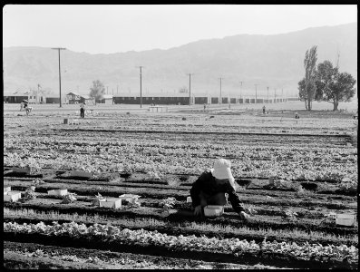 Manzanar Relocation Center, Manzanar, California. Evacuees of Japanese ancestry are growing flouris . . . - NARA - 537974