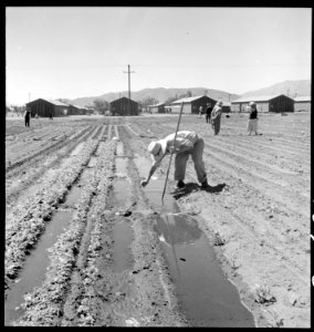 Manzanar Relocation Center, Manzanar, California. Evacuees of Japanese ancestry are growing flouris . . . - NARA - 537977 photo