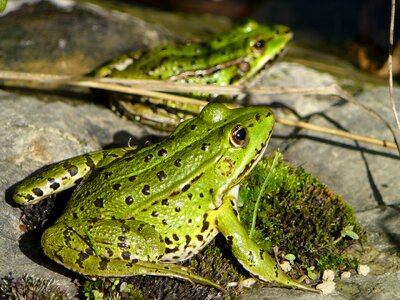 Nature amphibian animal