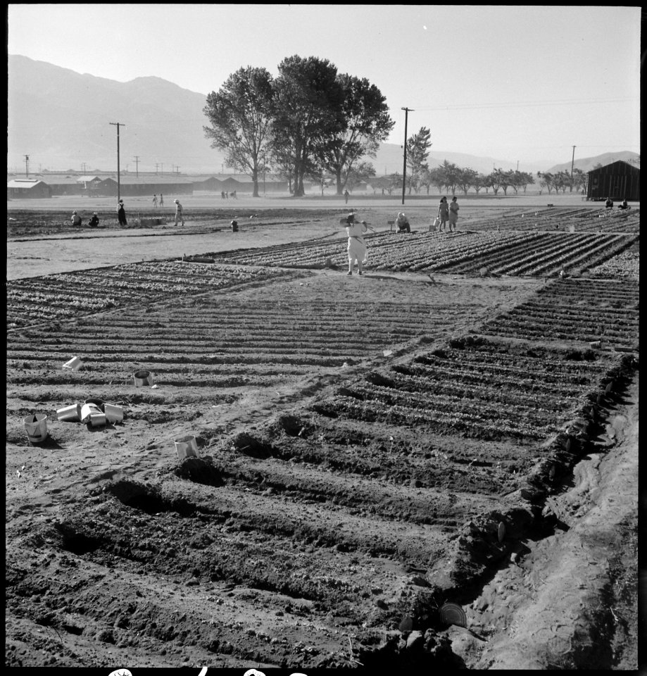 Manzanar Relocation Center, Manzanar, California. Evacuees of Japanese ancestry are growing flouris . . . - NARA - 537979