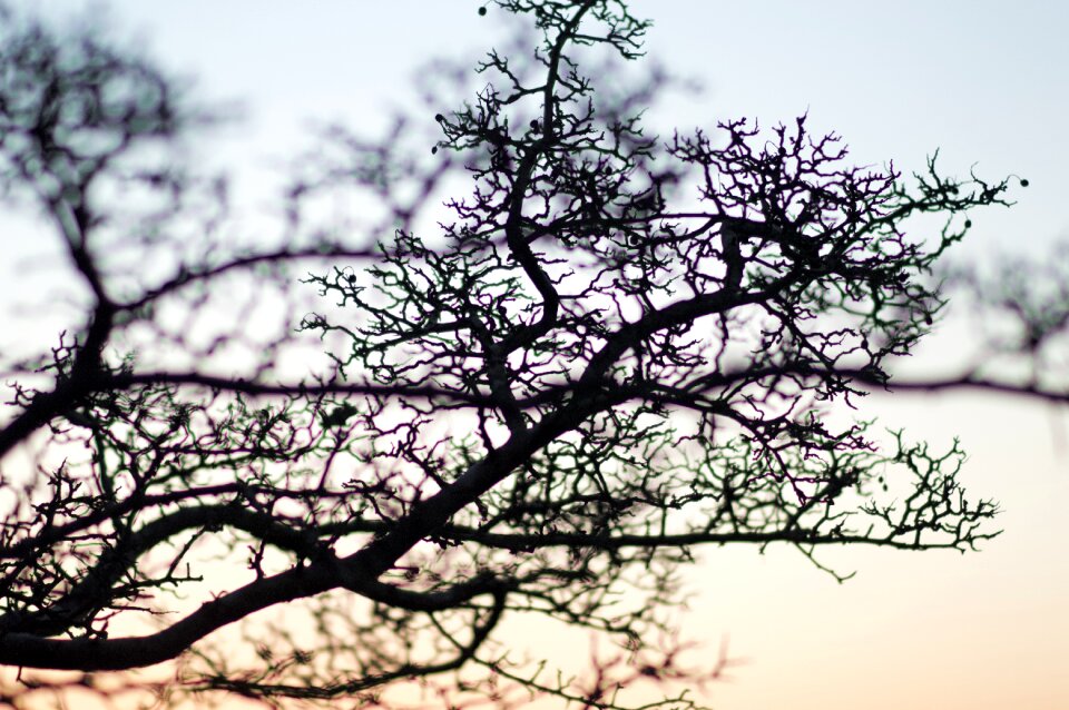 Landscape wood sky