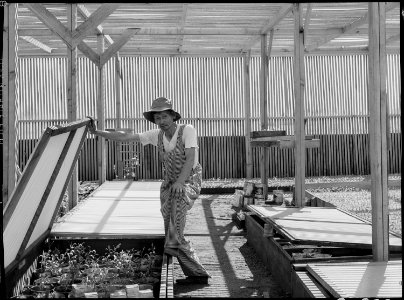 Manzanar Relocation Center, Manzanar, California. Guayule beds in the lath house at the Manzanar Re . . . - NARA - 538016 photo