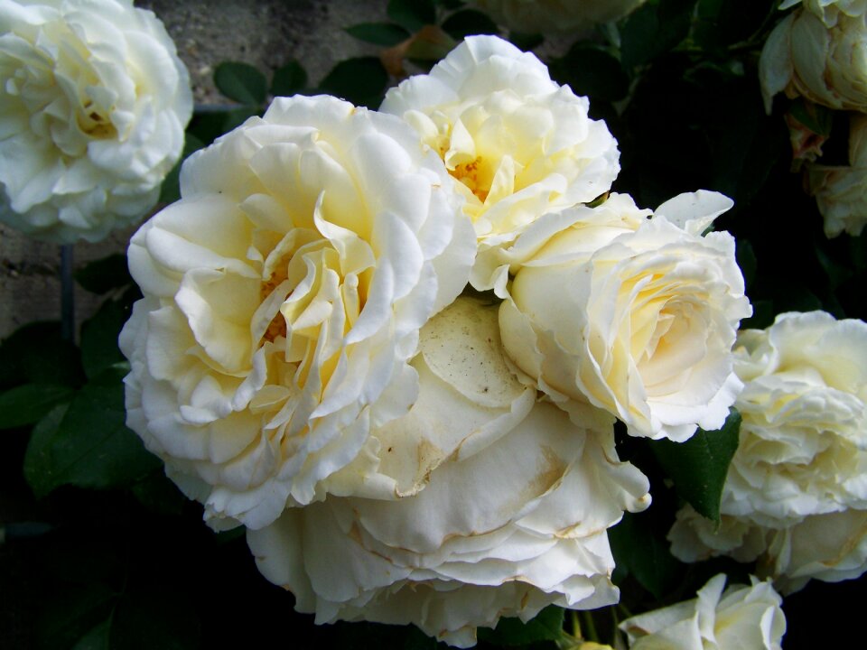Rose white flower group inflorescence