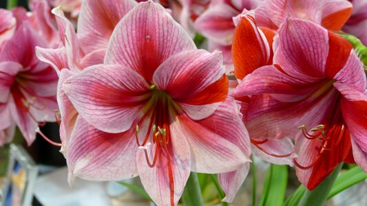 Nature plant floral