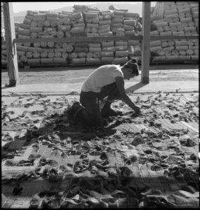 Manzanar Relocation Center, Manzanar, California. Making camouflage nets for the War Department. T . . . - NARA - 538113 photo