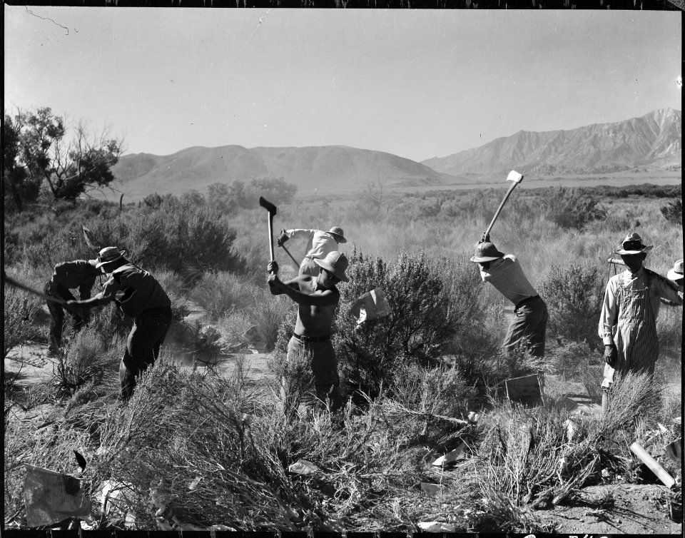 Manzanar Relocation Center, Manzanar, California. More land is being cleared of sage brush at the s . . . - NARA - 538043