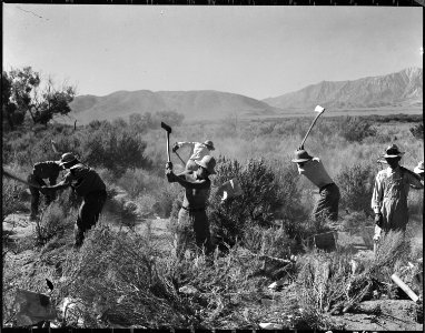 Manzanar Relocation Center, Manzanar, California. More land is being cleared of sage brush at the s . . . - NARA - 538043