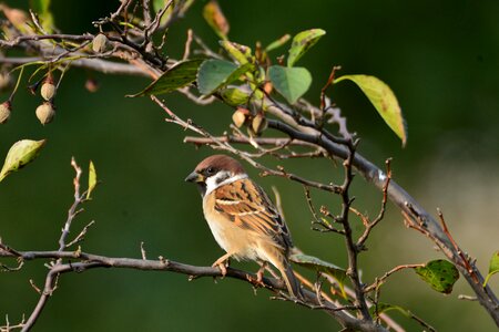 Outdoors wood sparrow