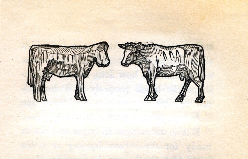 Margaret Warner Morley Donkey John 15