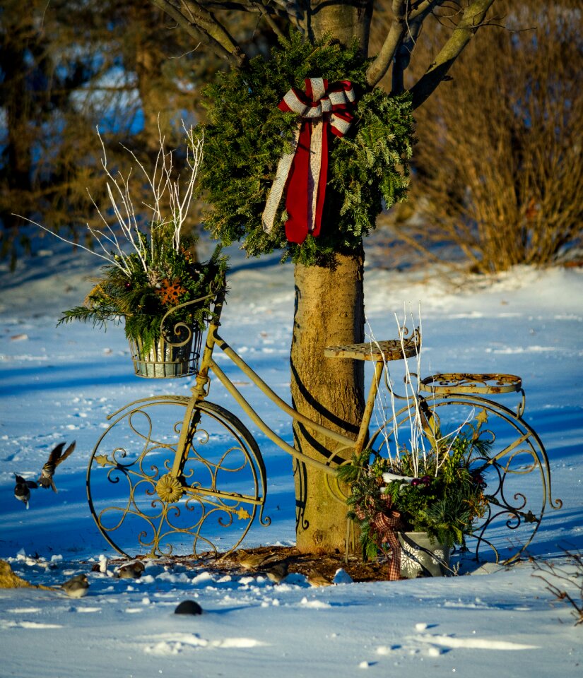 Birds bird feeder bicycle