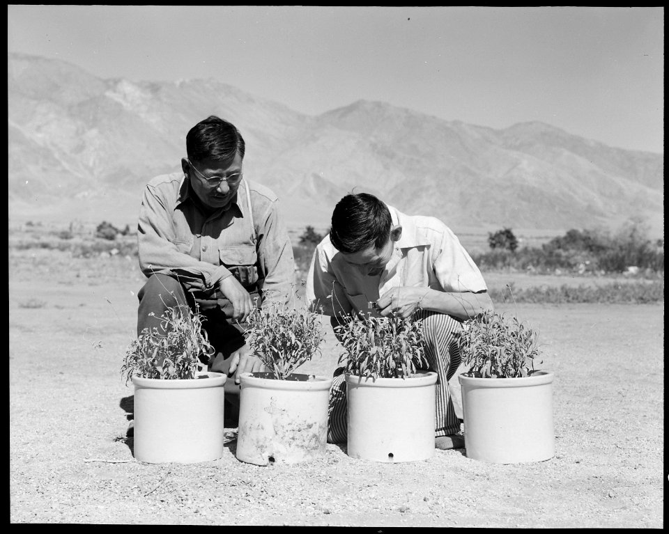 Manzanar Relocation Center, Manzanar, California. Walter T. Watanabe (left) foreman-in-charge of th . . . - NARA - 538023