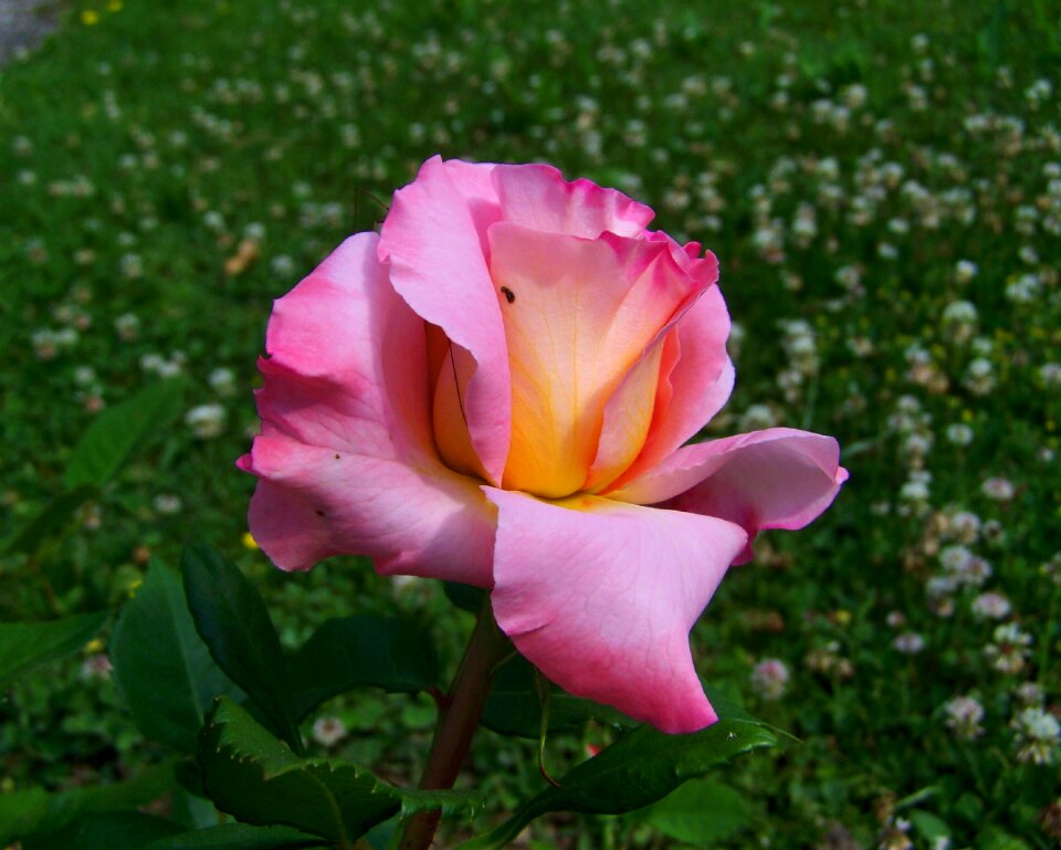Rose pink flower garden