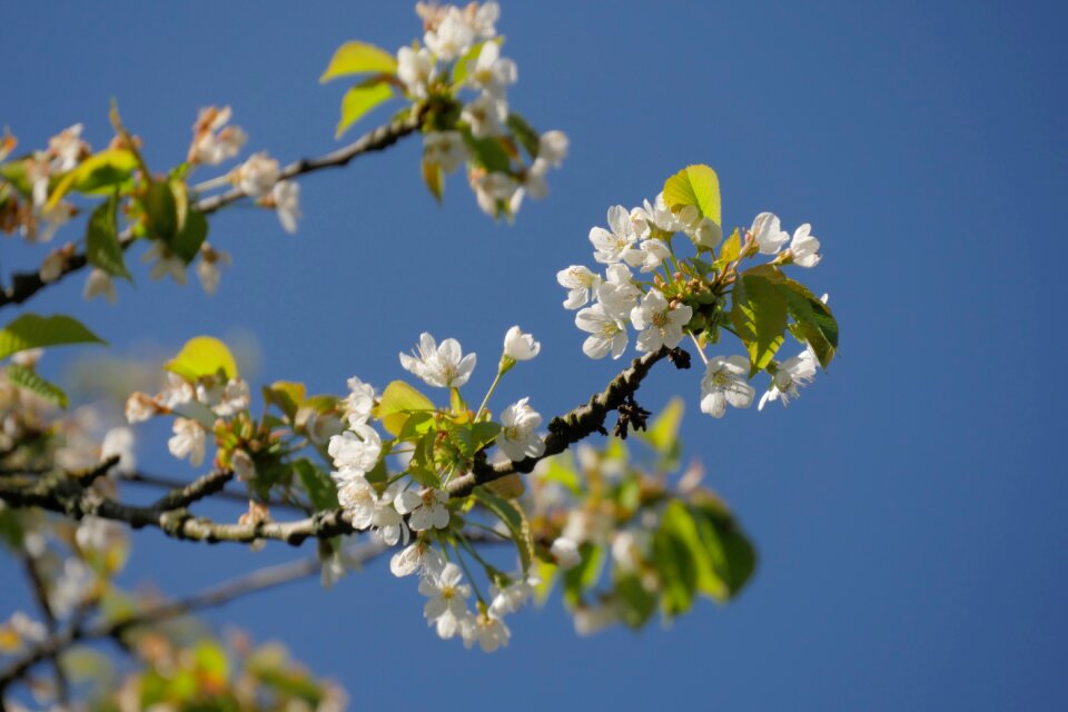 Leaves branches cherry tree
