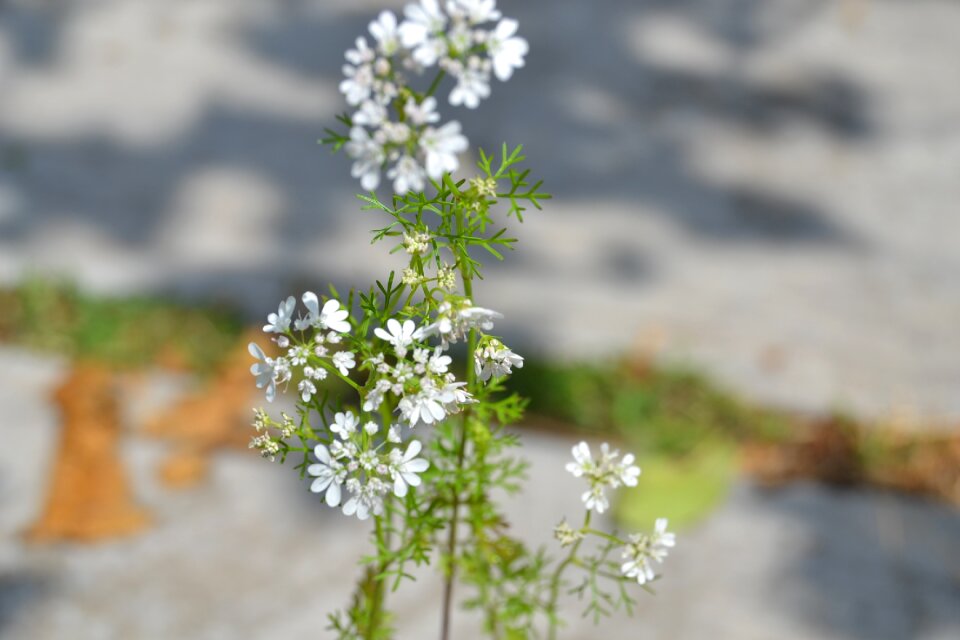 Flower green flowering