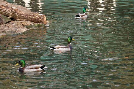 Lake bird water bird