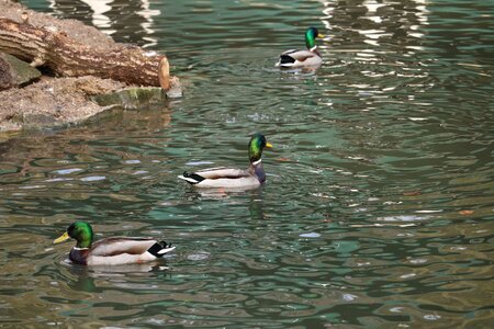 Lake bird water bird photo