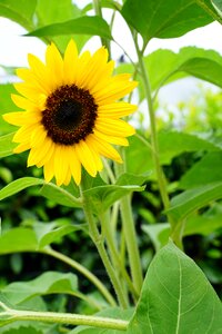 Flower summer yellow photo