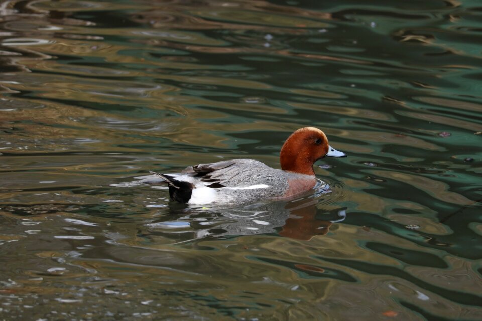Animal world lake duck