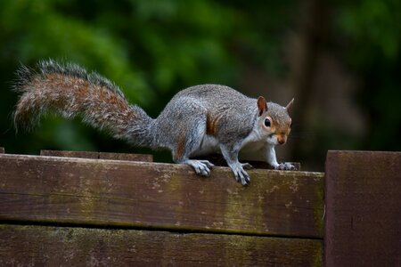 Animal rodent nature photo