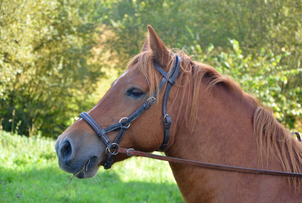 Animal broodmare filly